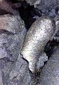 11 The coupling Copyright Villayat Sunkmanitu